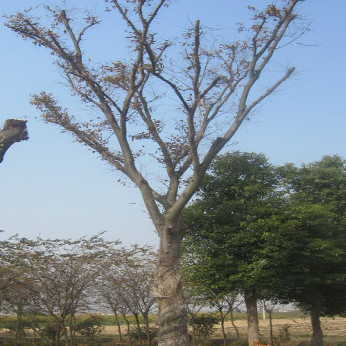 大榉树36cm