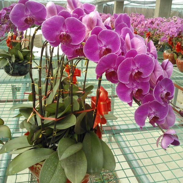 价 格: 询价 行业分类:农业/花卉 产品类别:蝴蝶兰系列 品  牌: 规格