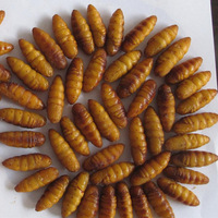 昆虫食品-蚕蛹